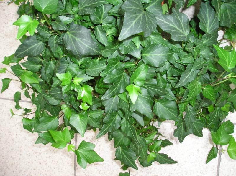 Foto: Břečan popínavý-Z vlastní sbírky