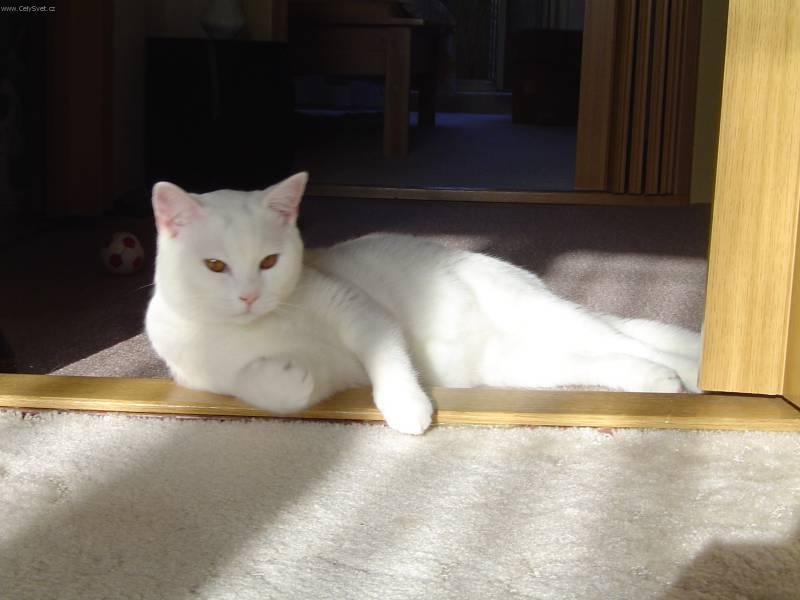Foto: Britská krátkosrstá kočka-Britský kocour Tom. Chovatelka: Macháňová Jitka