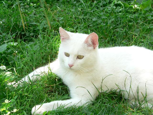 Foto: Britská krátkosrstá kočka-Chloupek. Majitelka: Lucie