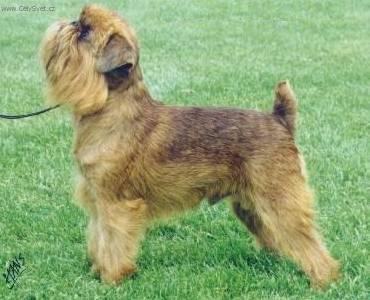 Foto: Bruselský grifonek