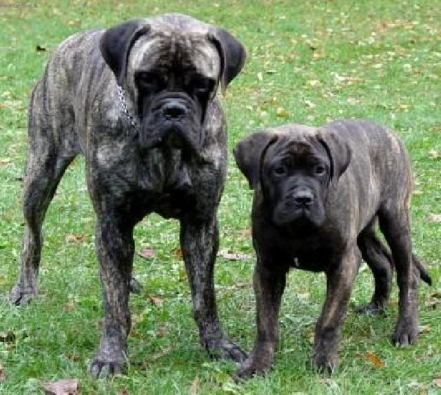 Foto: Bullmastif-CH. ST. ROTT-BULL (HLÍNOVI, hlinovi@c-mail.cz)