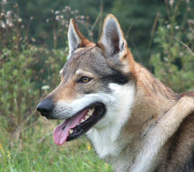 Foto: Československý vlčák-Aegis Wolf z Peronowki. Majitelka: Margo (info@zperonowki.com)