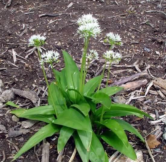 Foto: Česnek Medvědí