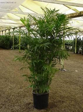 Foto: Chamedorea, horska palma