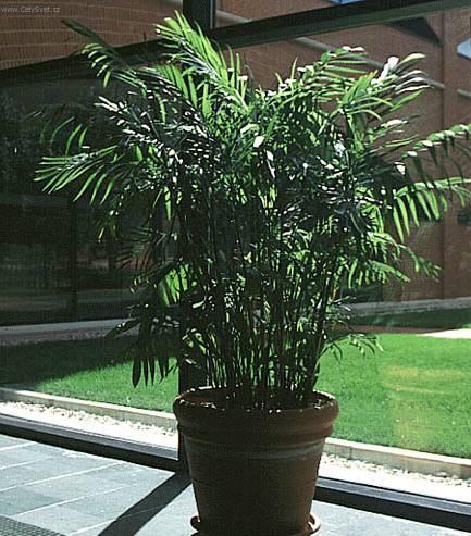 Foto: Chamedorea, horska palma