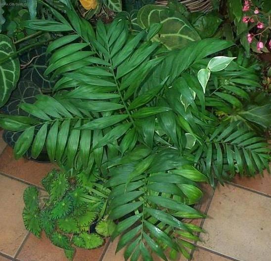 Foto: Chamedorea, horska palma