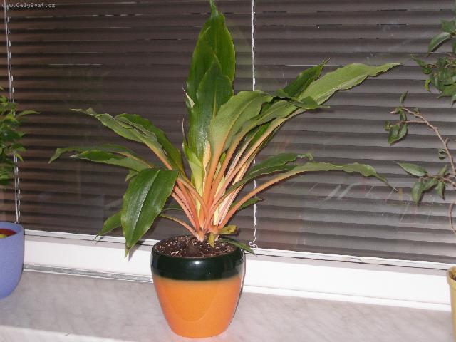 Foto: Chlorofytum, Zelenec-I takovéto zbarvení je celkem zajímavé. Chlorophytum Green-Orange