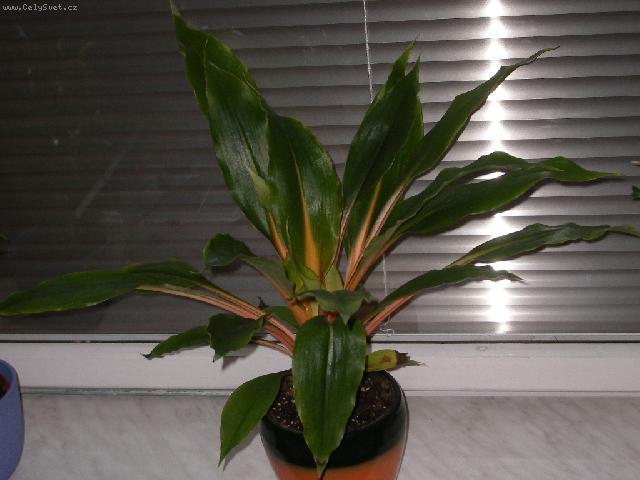 Foto: Chlorofytum, Zelenec-I takovéto zbarvení je celkem zajímavé. Chlorophytum Green-Orange