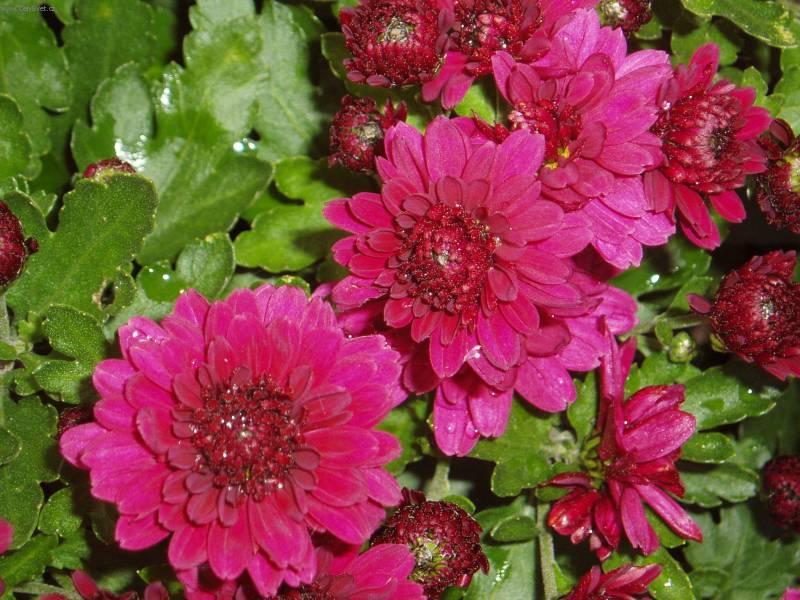 Foto: Chryzantema, listopadka-I takové barvy. Pestitelka: Mayda