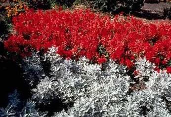 Foto: Cinerárie zahradní, starček