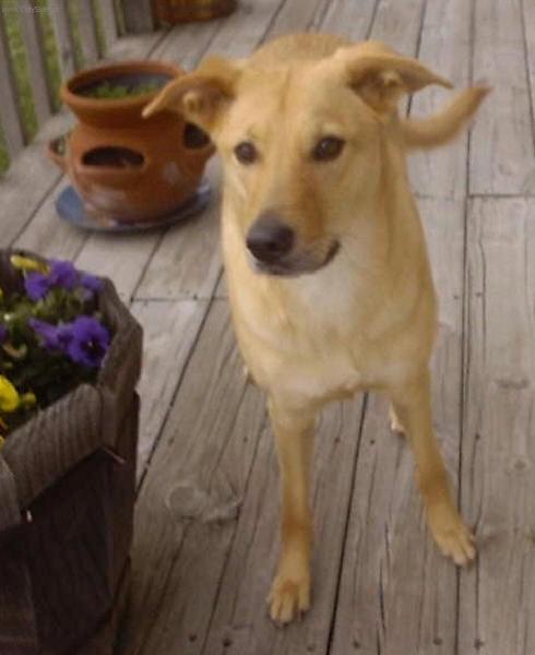 Foto: Činuk-Chovatelé: Connie a Randy Erb