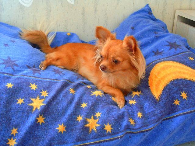 Foto: Čivava-Mikynka. Majitelka: Majinka