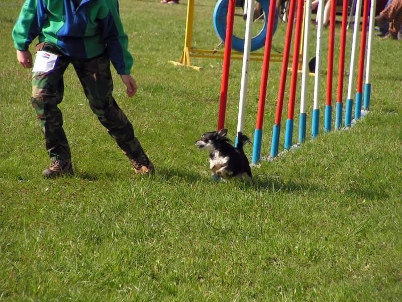 Foto: Čivava-Čivava a agility. Majitelka: Irena