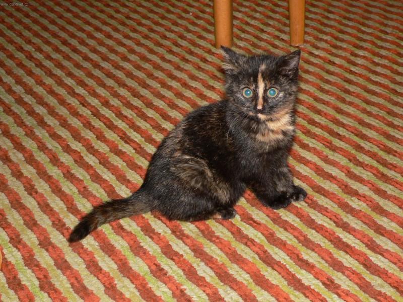 Foto: Co dělat, když kočka nebo jiné zvíře poraní-Naše Fili. Majitelka: Žaneta