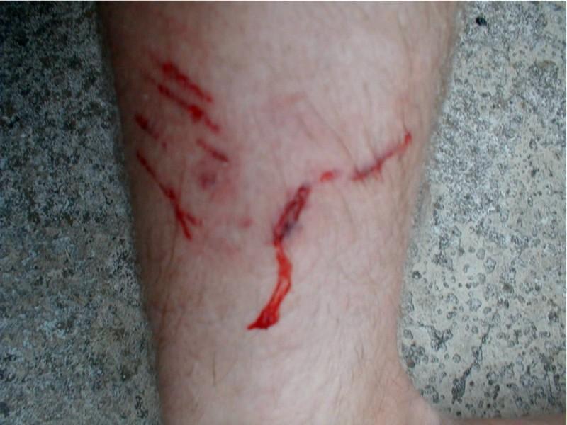 Foto: Co dělat, když pes nebo jiné zvíře poraní