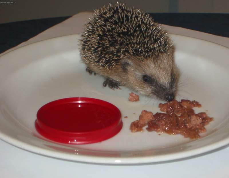 Foto: Co udělat pro nalezeného ježka?