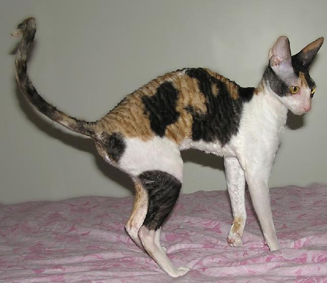 Foto: Cornish Rex