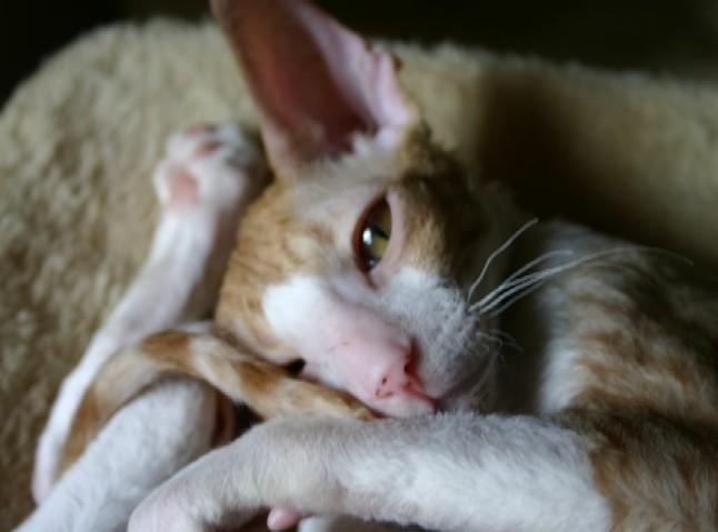 Foto: Cornish Rex-CHS: z Valimaru *Cz