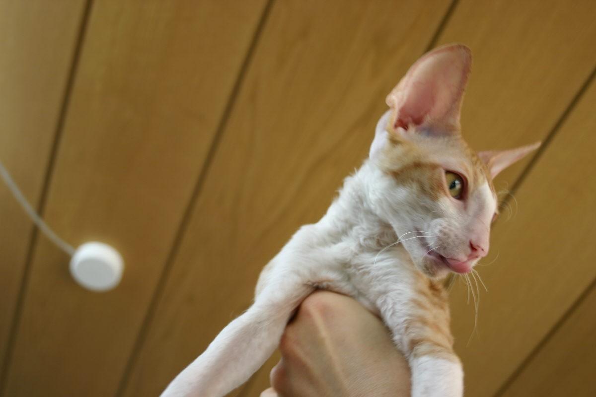 Foto: Cornish Rex-CHS: z Valimaru *Cz