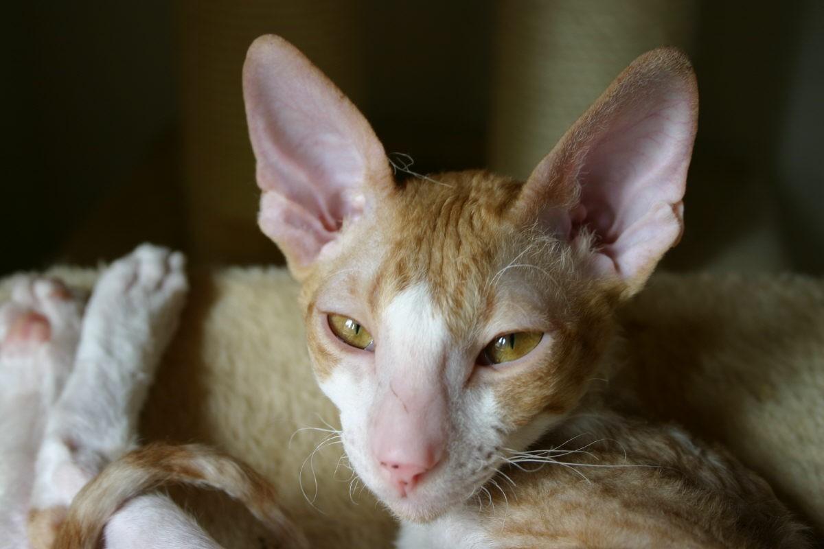 Foto: Cornish Rex-CHS: z Valimaru *Cz