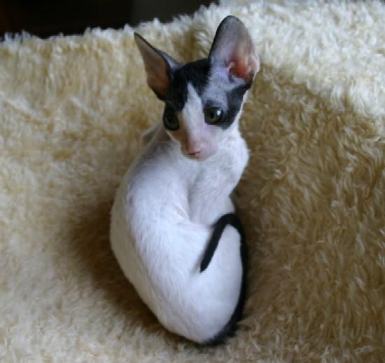 Foto: Cornish Rex-CHS: z Valimaru *Cz