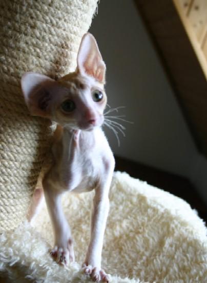Foto: Cornish Rex-CHS: z Valimaru *Cz