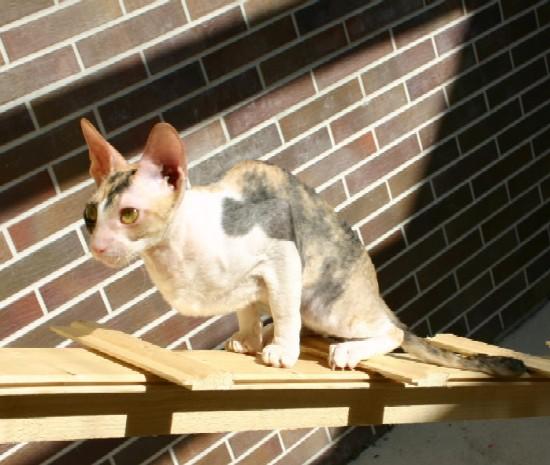 Foto: Cornish Rex-CHS: z Valimaru *Cz