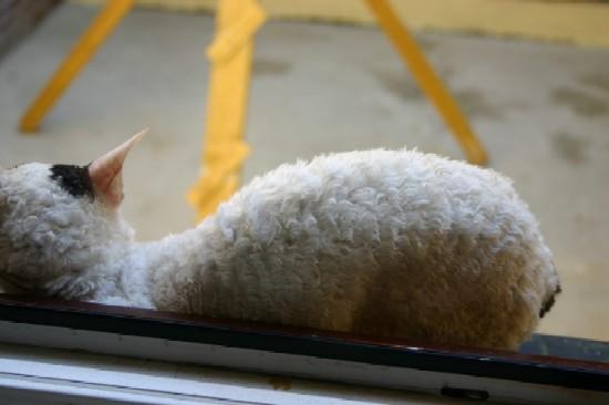 Foto: Cornish Rex-CHS: z Valimaru *Cz