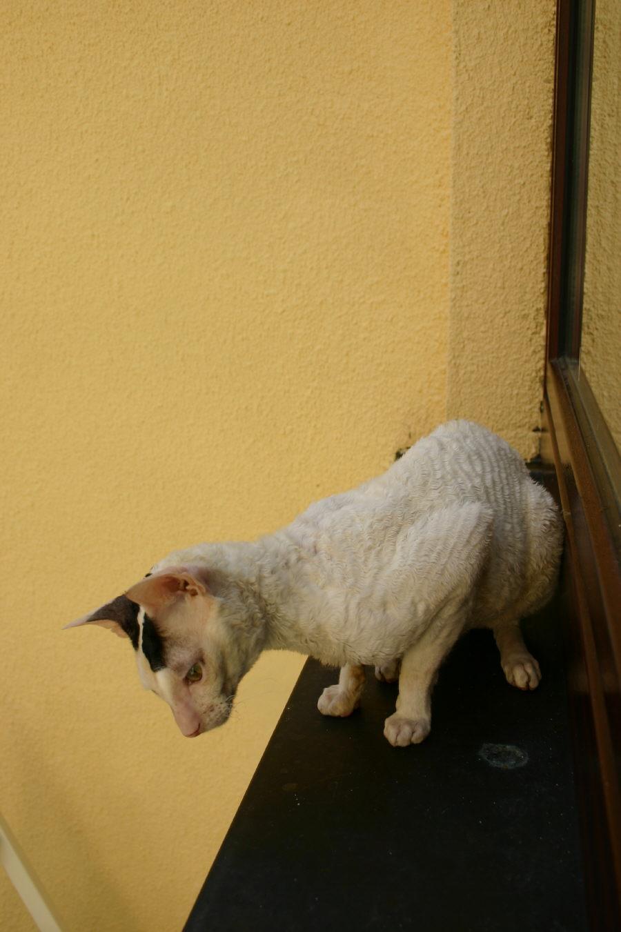 Foto: Cornish Rex-CHS: z Valimaru *Cz