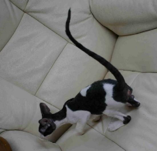 Foto: Cornish Rex-CHS: z Valimaru *Cz