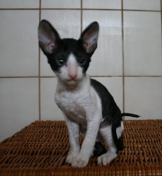 Foto: Cornish Rex-CHS: z Valimaru *Cz