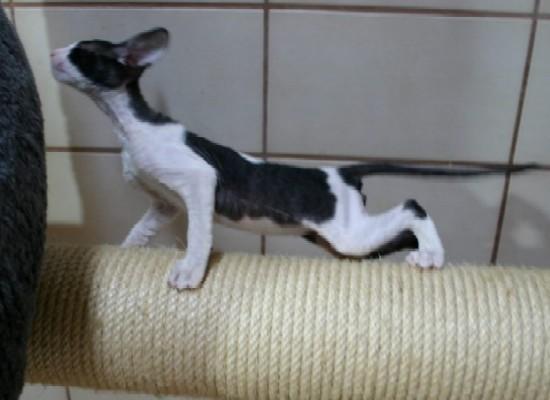 Foto: Cornish Rex-CHS: z Valimaru *Cz