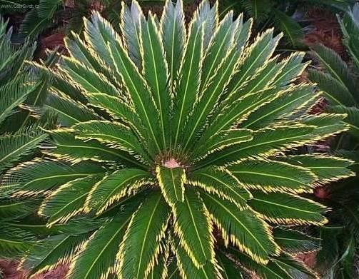 Foto: Cykas japonský