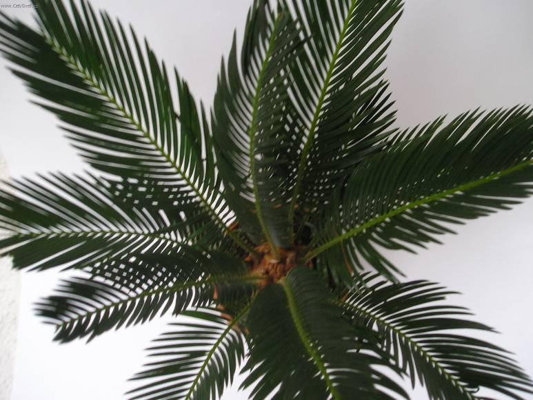 Foto: Cykas japonský-Z vlastní sbírky