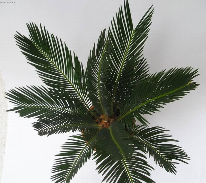 Foto: Cykas japonský-Z vlastní sbírky