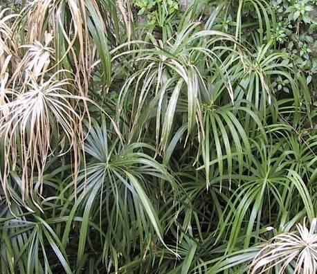 Foto: Cyperus, áchor
