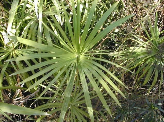 Foto: Cyperus, áchor