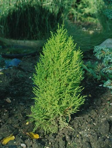 Foto: Cypřiš velkoplodý