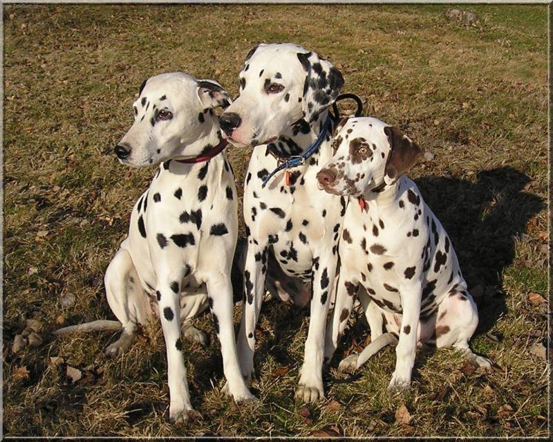 Foto: Dalmatin-Majitelka: Monika Sedláčková