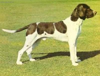 Foto: Dánský ohař krátkosrstý