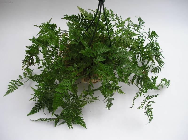 Foto: Davallie kanárská-Z vlastní sbírky