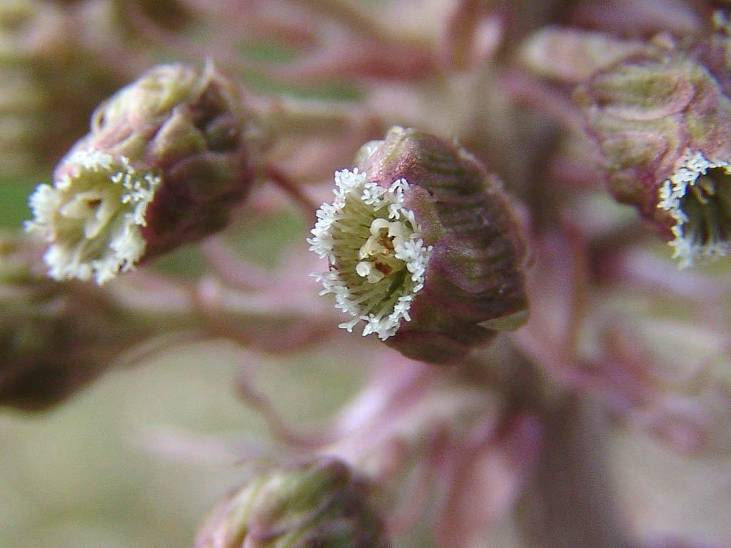 Foto: Devětsil Lékařský