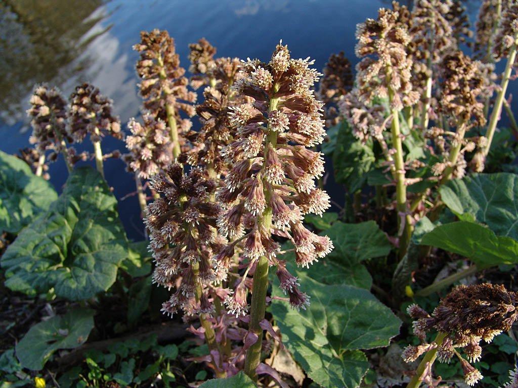 Foto: Devětsil Lékařský