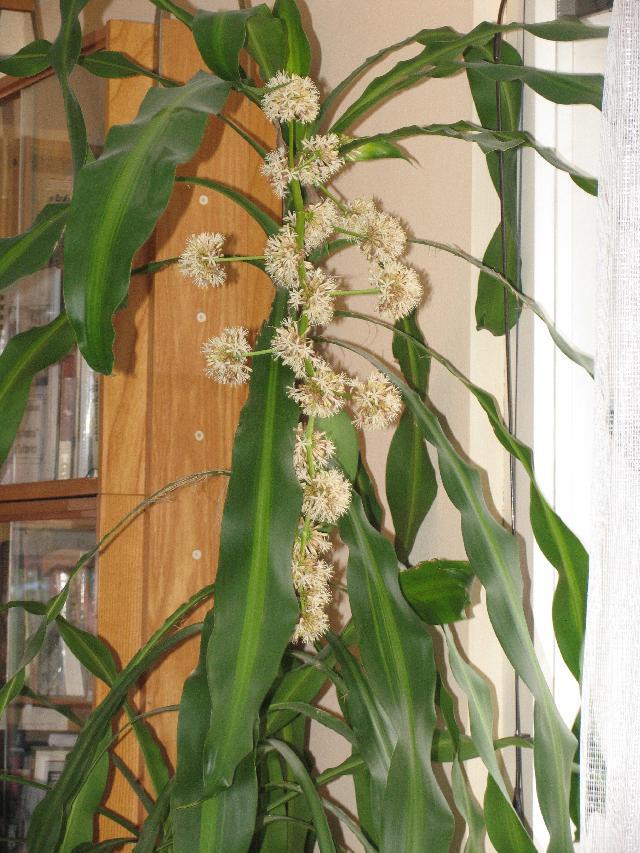 Foto: Dračinec, dracéna-Dracena nejen kvete v byte, ale i veeelmi intenzivne voni. stari: 9 - 10 velikost: 2m kvete mi po peti letech (po druhe). Pestitel: liba_v@email.cz