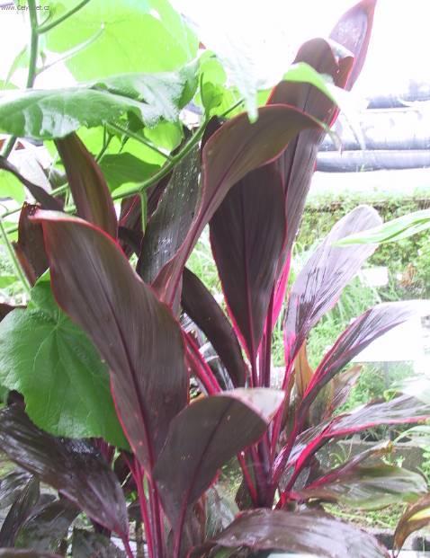 Foto: Dračinka, kordyline