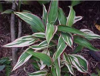 Foto: Dračinka, kordyline