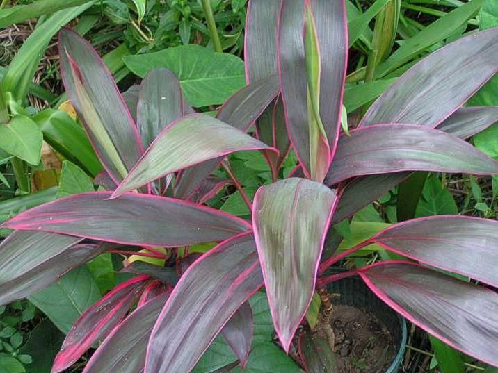 Foto: Dračinka, kordyline