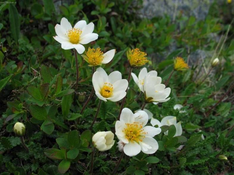 Foto: Dryádka osmiplátečná