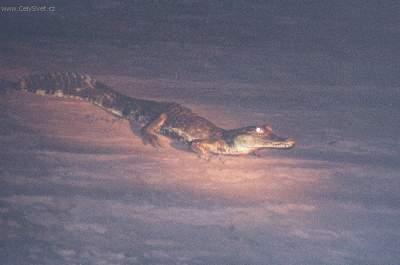 Foto: Ekvádor-Ecuador - jungle