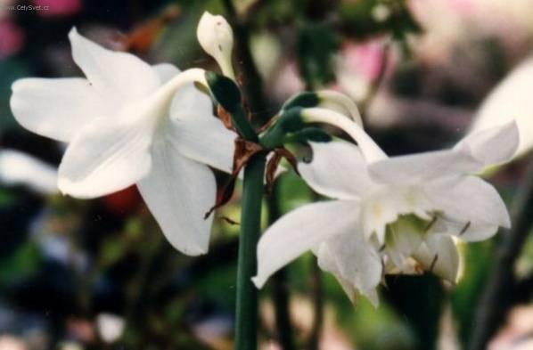 Foto: Eucharis, líbenka